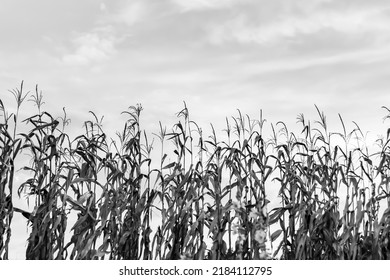 Photography to theme large beautiful harvest corn on maize field with natural leaves, photo consisting of big harvest long corn to maize field, many gaunt harvest corn at maize field, rural outdoor - Shutterstock ID 2184112795