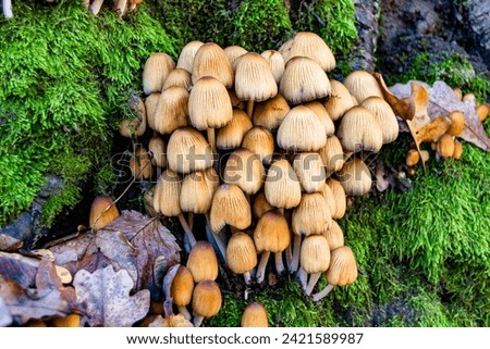 Photography to theme large beautiful poisonous mushroom in forest on leaves background, photo consisting of natural poisonous mushroom to forest outdoors, poisonous mushroom at big forest close up