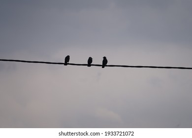 Photography Of Three Birds On A Wire