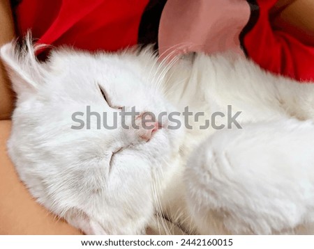 a photography of a white cat sleeping on a person's lap.