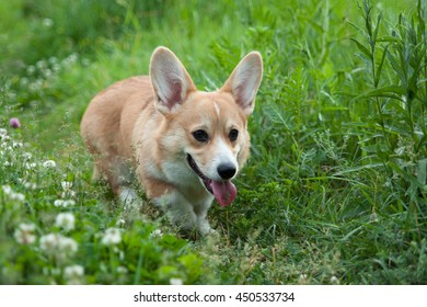 14,554 Corgi walking Stock Photos, Images & Photography | Shutterstock