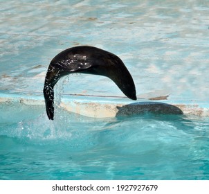 Photography Of A Young Sea Lion Jumping In A Pool Of Clear Water