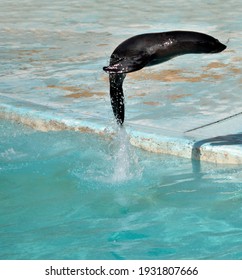 Photography Of A Young Sea Lion Jumping In A Pool Of Clear Water 