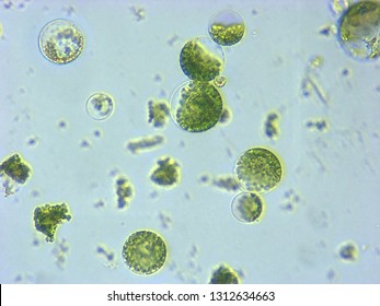 A Photomicrograph Of A Plant Protoplast Cell Isolated For Use In A Recent Cutting-edge Biotechnology CRISPR Technology Experiment.