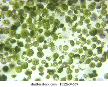 A Photomicrograph Of A Plant Protoplast Cell Isolated For Use In A Recent Cutting-edge Biotechnology CRISPR Technology Experiment.