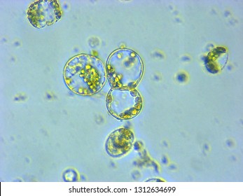 A Photomicrograph Of A Plant Protoplast Cell Isolated For Use In A Recent Cutting-edge Biotechnology CRISPR Technology Experiment.