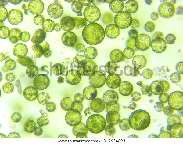 Photomicrograph Plant Protoplast Cell Isolated Use Stock Photo (Edit ...