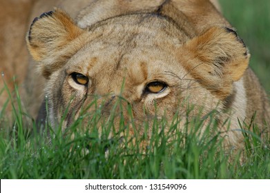 Photos Of Africa, Lion Stalking