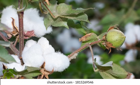 Photos Agricultural Products Overripe Cotton Plant Stock Photo ...