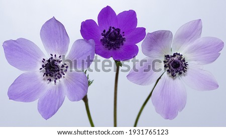 Similar – Foto Bild Anemonen Blume Frühling