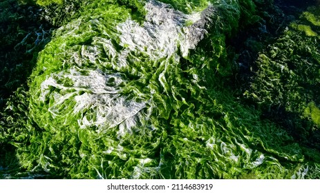 Photos Of Aquatic Plants, Sea Lettuce