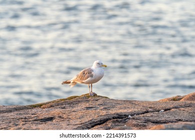 Photos Of Bar Harbor, ME During Sunrise. 