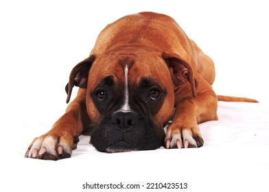 Photos Of Boxer Dog Lying Down