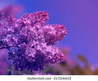 Photos of bright lilac in spring