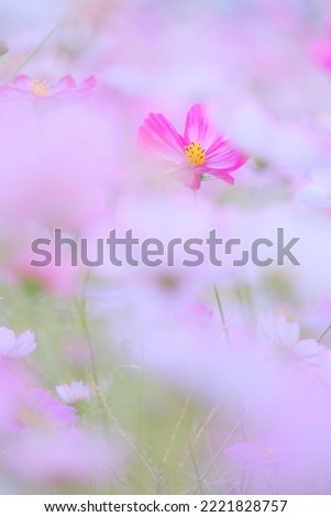 Similar – pink daisy Natur Frühling