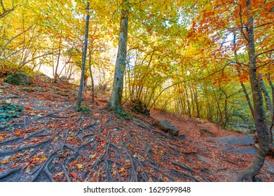 Photos of the Crimean peninsula in the fall, beech hornbeam forest. It grows at an altitude of 650-700 m, forests of rocky oak are replaced by beech and hornbeam. soil and water conservation