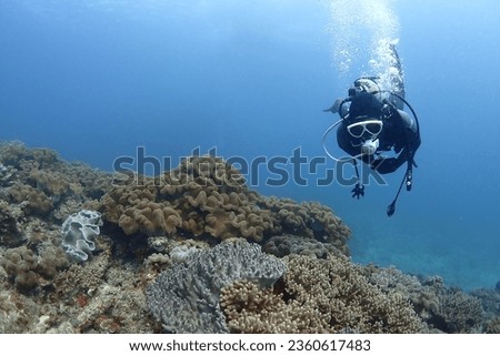 photos of diving in japan [[stock_photo]] © 