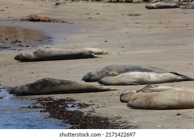 Photos of Elephant Seals at Ano Nuevo California