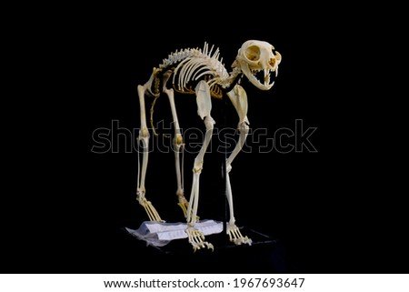 The photos of Feline'skeleton anatomy