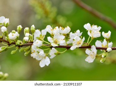 photos of flowering plum tree and plum flowers - Shutterstock ID 2133911107