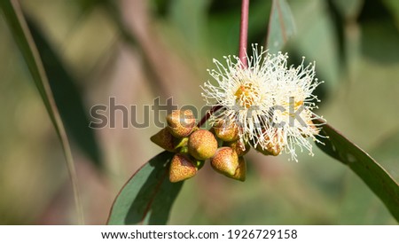photos of hot zone trees, eucalyptus flowers