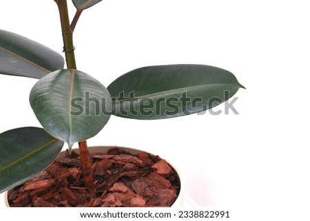 photos of leaves and stem of the plant ficus elastica, division Magnoliophyta, class Magnoliopsida, family Moraceae