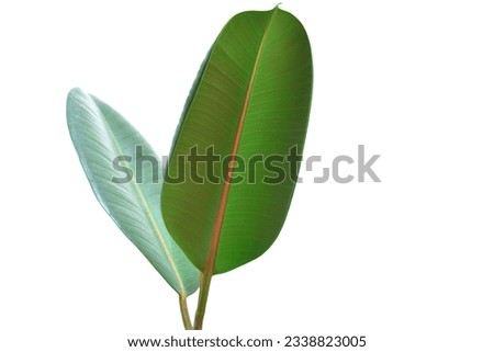 photos of leaves and stem of the plant ficus elastica, division Magnoliophyta, class Magnoliopsida, family Moraceae