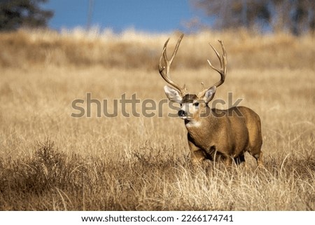 Photos of mature mule deer bucks with very large antlers