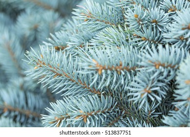 Photos natural background branch blue spruce growing in the park. shallow depth of field