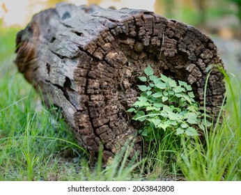 Photos Of Old Log And Natural Plants.