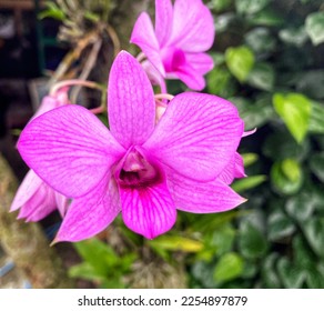 photos of orchids in the photo in a blur suitable for pictures - Shutterstock ID 2254897879