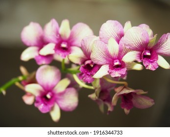 Photos of orchids of southern Thailand