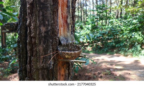 Photos Of Pine Tree Sap In Indonesia
