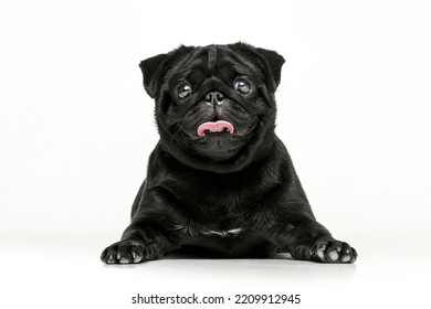 Photos Of A Pug On A Uniform Background