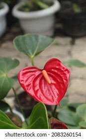 PHOTOS OF RED FLOWER ANTHURIUM ANTHURIUM PLANT, THIS PHOTO IS USEFUL FOR PLANT,FLORA BLOG AND ALSO FLORA WEBSITE, FLORA PHOTOGRAPHY - Shutterstock ID 2083260154