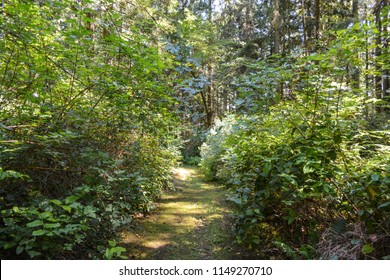 Photos Of San Juan Island, Washington State In The Pacific Northwest. Lush Green Forests And Vegetation Beset By Trails, Woods, Meadows And Grasses.  