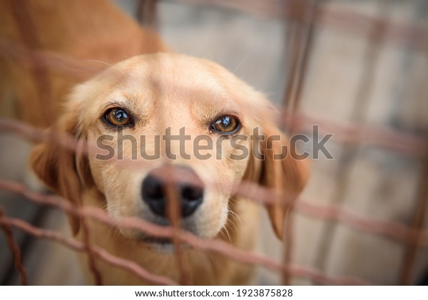 Photos of shelter dogs living\
in fenced boxes. Dogs have medical care, quality nutrition until\
adoption, regular walks and socializing with other dogs and\
people.