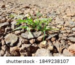 Photos of small green grass clumps on the rocky ground