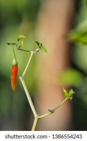 Photos of spicy red pepper in the backyard - Shutterstock ID 1386554243