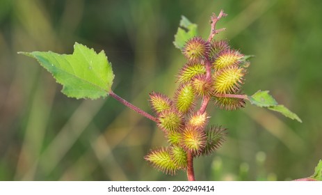 Photos Of Thorny Plants That Grow Spontaneously In Nature.