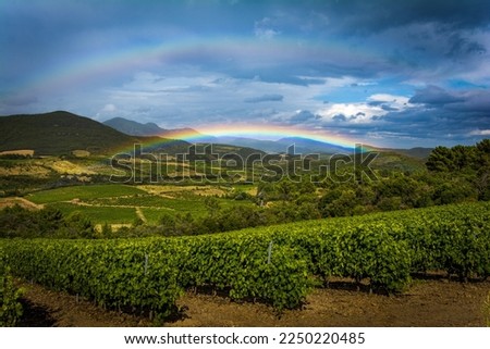 Photos of vineyard, grappes and vine plants in the Languedoc-Roussillon in the South of France