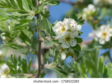 Photos Of White Hawthorn Flowers Grown In Rural Areas