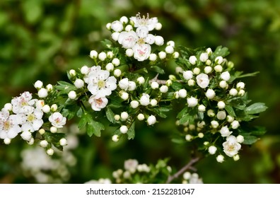 Photos Of White Hawthorn Flowers Grown In Rural Areas