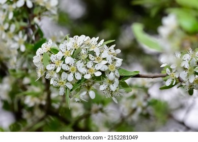 Photos Of White Hawthorn Flowers Grown In Rural Areas