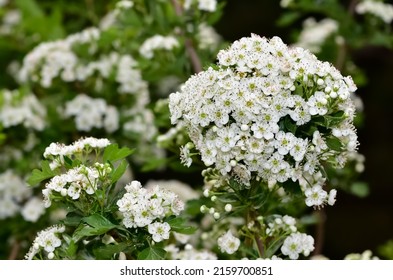 Photos Of White Hawthorn Flowers Grown In Rural Areas