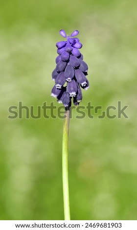 Medicinal plant Lavender