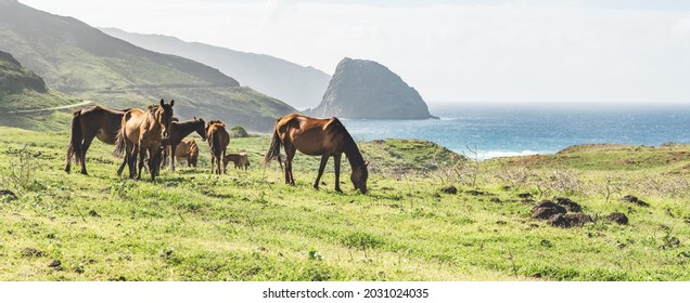 Photos Of Wild Horses In Ua Huka (island Of French Polynesia)