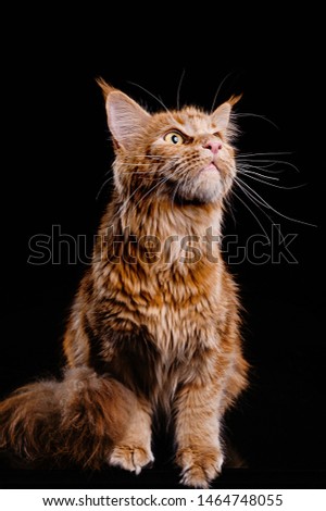 Photoshoot ginger cat champion breed Maine Coon in the studio. Predatory, aggressive look. Attack, hunt
