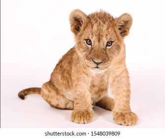 Lion Cub Hd Stock Images Shutterstock