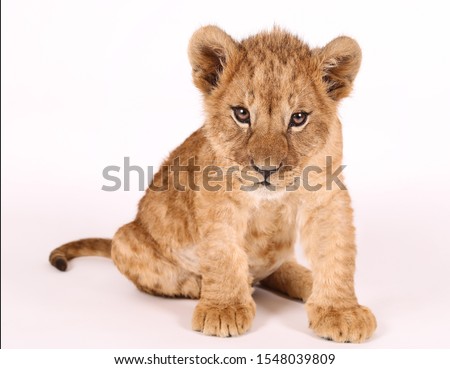 Photoshoot of a little lion. Lion cub. Beautiful funny lion.